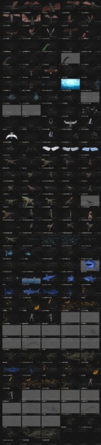 视频素材|124个恐龙鸟蛇鲨鱼蝴蝶动物4K视频素材合集下载- Production Crate – Animals & Creatures