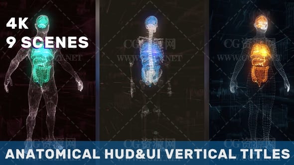 AE模板|科技医疗人体解剖器官文字标题3D展示动画 Anatomical Vertical HUD UI Titles
