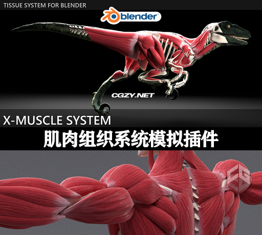 Blender插件|肌肉组织系统模拟插件 X-Muscle System 3.0-CG资源网