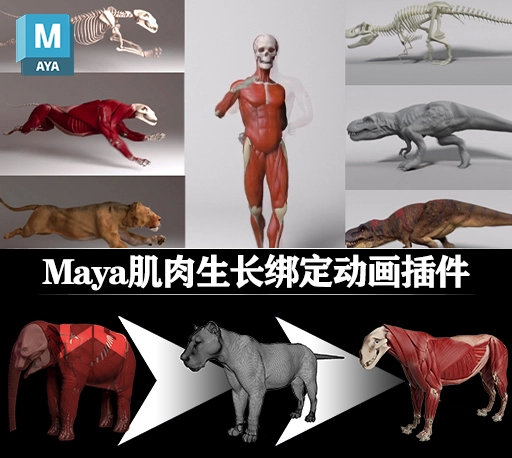 Maya插件|肌肉生长绑定动画插件 Ziva VFX for Maya 2019 – 2023 Win破解版-CG资源网